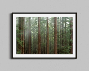 Redwood Forest Print, California Redwoods Wall Art, Trees Photography Framed Artwork, Landscape and Nature Photograph, Foggy Home Decor