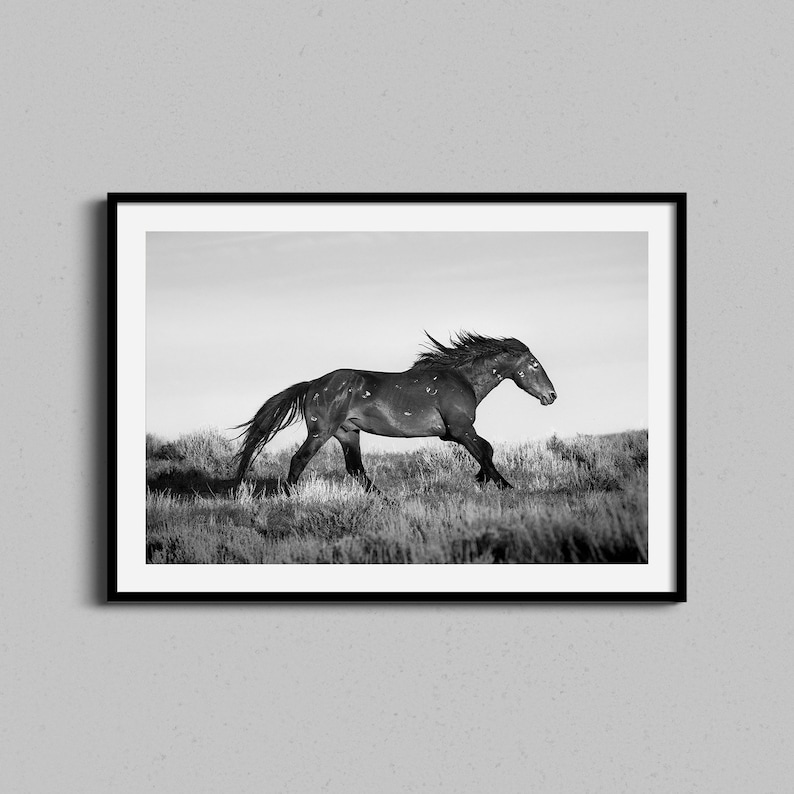 May include: A black and white photograph of a horse running through a field of grass.