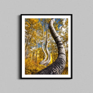 Autumn Aspen Trees Wall Art | Colorado Fall Colors Photography Print | Autumn Landscape | Dancing Aspens Photo Artwork | Nature Home Decor
