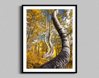 May include: A photograph of a group of aspen trees with white bark and yellow leaves. The trees are bent and twisted, creating a unique and interesting shape. The trees are set against a background of blue sky and more trees.