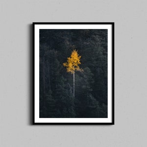Aspen Tree Art, Fall Photography Framed Photo, Autumn Photograph, Colorado Mountains Forest Print, Nature Landscape and Autumn Wall Art
