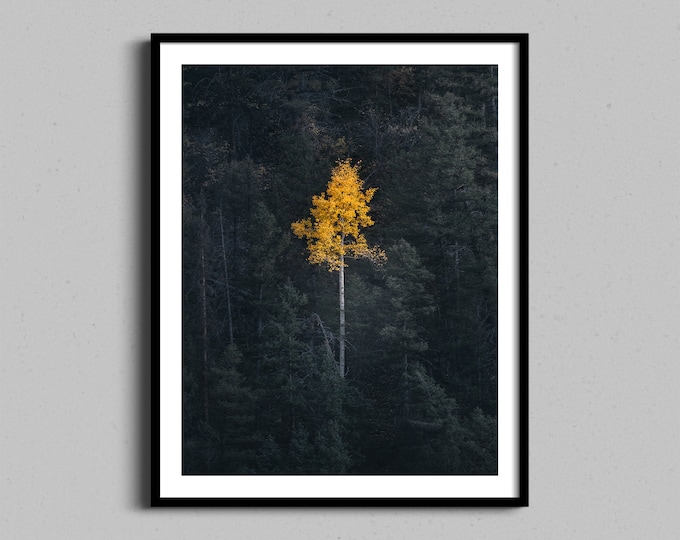 Aspen Tree Art, Fall Photography Framed Photo, Autumn Photograph, Colorado Mountains Forest Print, Nature Landscape and Autumn Wall Art