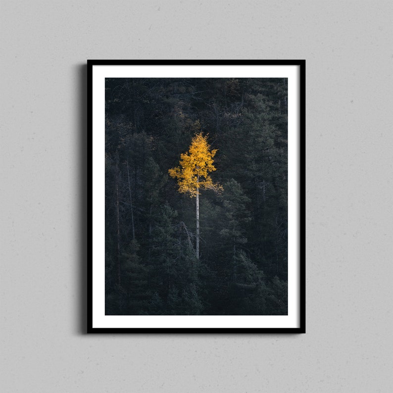 May include: A single yellow tree stands out against a dark green forest background. The tree is in the center of the image and is surrounded by other trees.