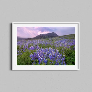 Colorado Wildflowers Print, Crested Butte Flowers, Landscape Wall Art, Rocky Mountains Photography, Nature Fine Art Photo, Lupine Flowers