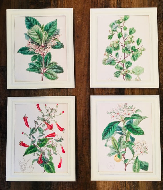 Botanical Prints Set Of 4 Framed Wall Art Farmhouse - Botanical Wall Art Set Of 4 Botanical Prints Set Of 4 Framed Wall Art Farmhouse - Botanical Wall Art Set Of 4