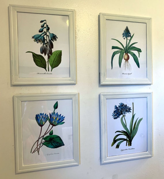 Framed Set Of 4 Blue Botanical Print Redoute - Botanical Wall Art Set Of 4 Framed Set Of 4 Blue Botanical Print Redoute - Botanical Wall Art Set Of 4