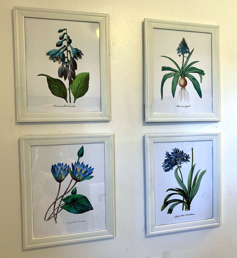Framed Set of 4 Blue Botanical Print Set Redoute Botanical | Etsy