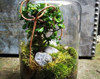 Bonsai in Apothecary bottle