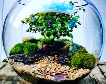 Bonsai terrarium