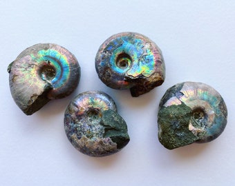 Rainbow Ammonites - Whole, Unpolished- Beautiful Opalescensce