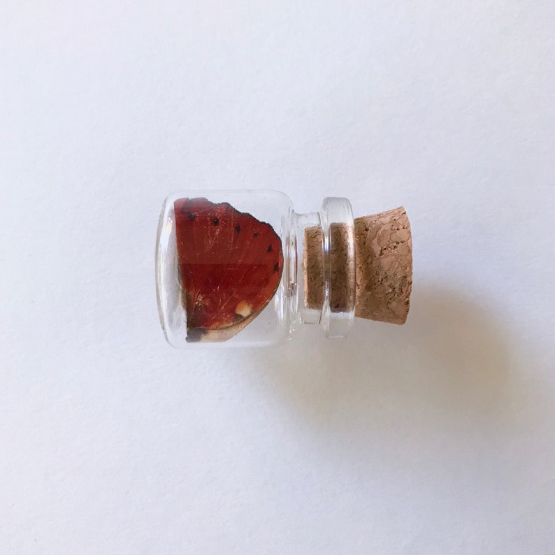 Bottled Blood Red Glider Butterfly Wings Forewing and - Etsy