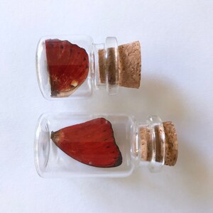 Bottled Blood Red Glider Butterfly Wings Forewing and - Etsy