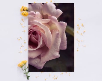 Pink Rose Art Picture Poster Photo Print 4FLR