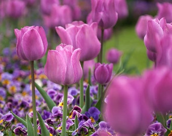 Tulips in Washington DC * Flowers * Purple Flowers * Beautiful flowers in bloom * Photograph * Photo * Picture