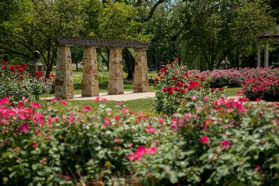 Roses Allentown Rose Garden Photograph Landscape Etsy