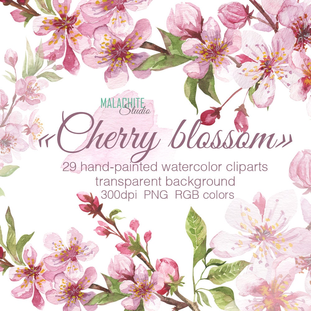 Cherry blossom watercolor clipart Digital flower watercolor | Etsy