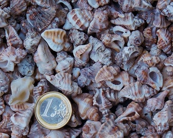 Lace Murex Seashells: Tiny Spiral Shells for Art, Jewelry, Decor (0.6-1")