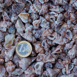 Peut inclure: Gros plan sur un tas de petites coquillages brunes et blanches. Une pièce d'un euro est placée sur les coquillages pour l'échelle.