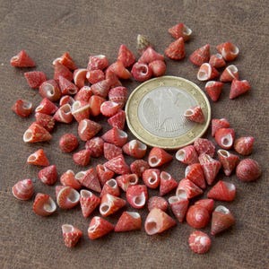 Puede incluir: Una colección de pequeñas conchas cónicas de color rojo y naranja esparcidas alrededor de una moneda de un euro. Las conchas presentan texturas variadas y aberturas interiores blancas, contrastando con la moneda de metal.