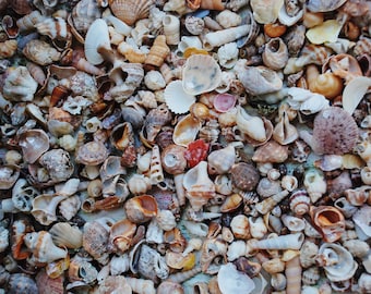 May include: A collection of seashells in various shapes, sizes, and colors. The shells are arranged in a random pattern, creating a natural and organic texture.