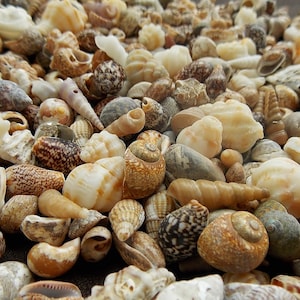 Pode incluir: Uma coleção de conchas marinhas em várias formas, tamanhos e cores. As conchas são uma mistura de branco, marrom e bege, algumas com padrões intrincados.