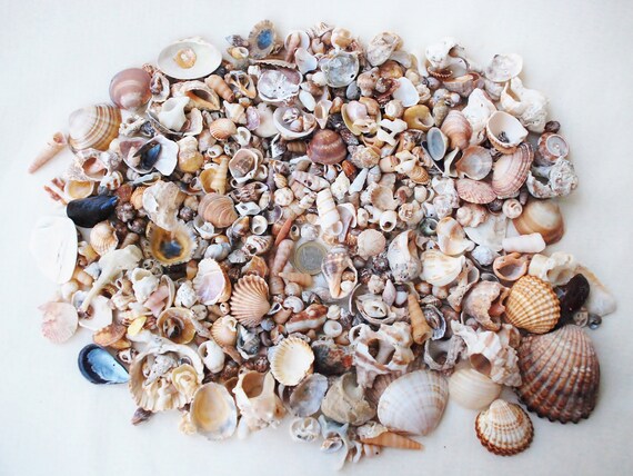 500 g di pietre a mosaico per fai da te, mini frammento di conchiglie