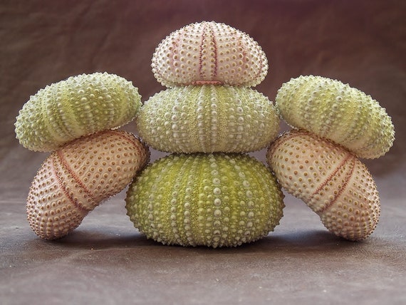 7 Medium Big Mediterranean Sea Urchin Shells Air Plant Etsy