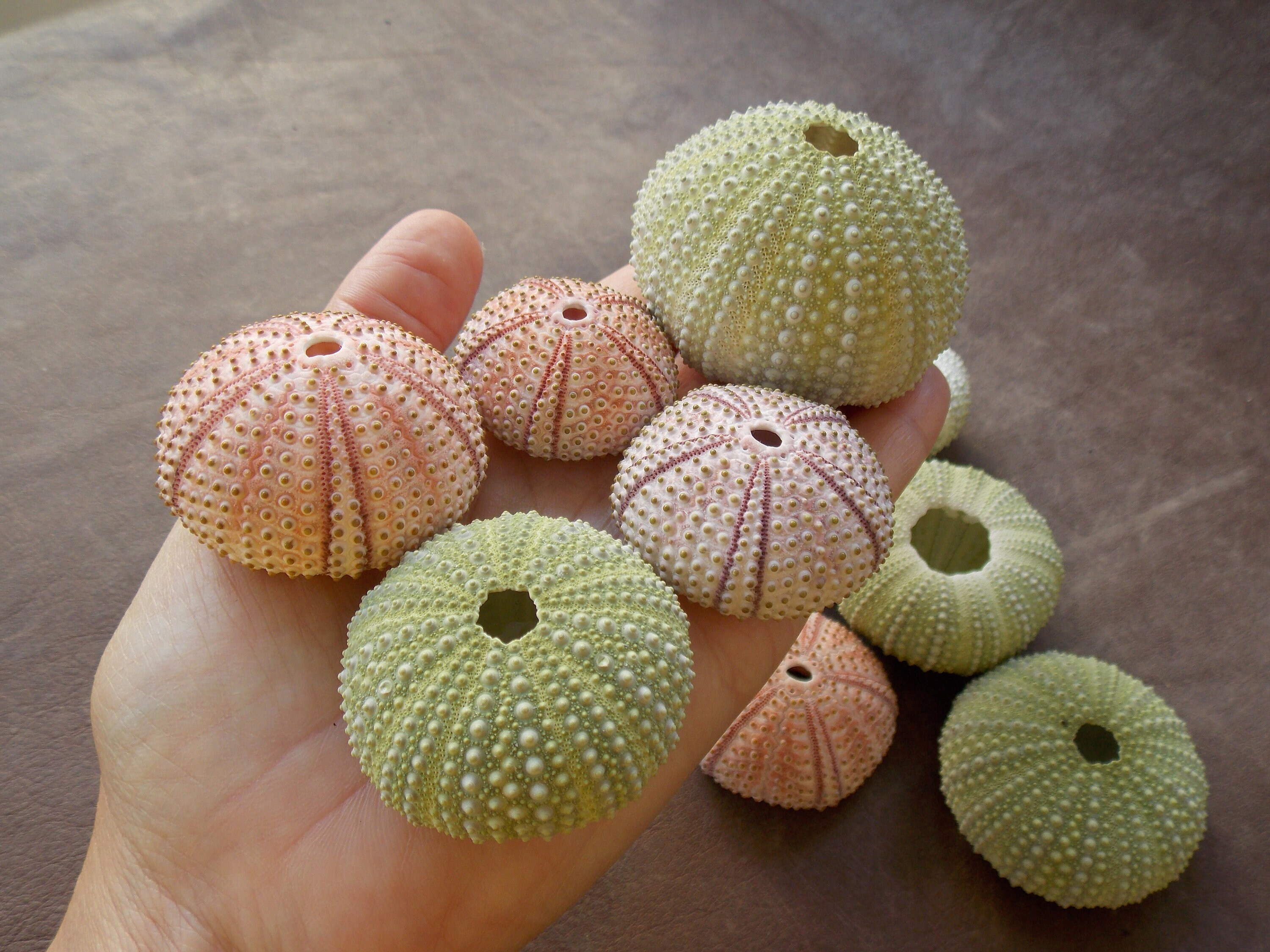 10 assorted natural sea urchin shells bulk Air plant holder | Etsy