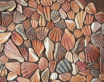 Scallop Shell Fragments, Sea Tumbled Coastal Shells, Jewelry Making Supplies, Nautical Mosaic Pieces, Beach Decor