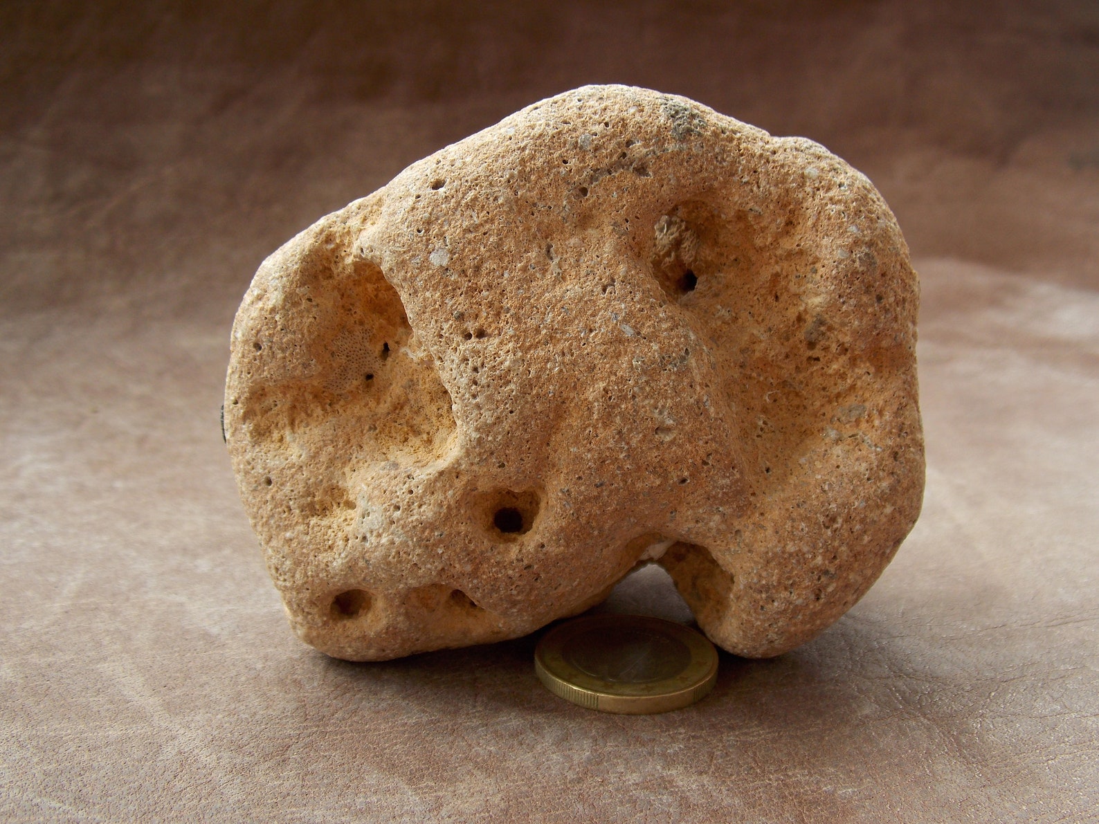 Natural Limestone With Holes Decorative Sea Rock Stone Big Etsy