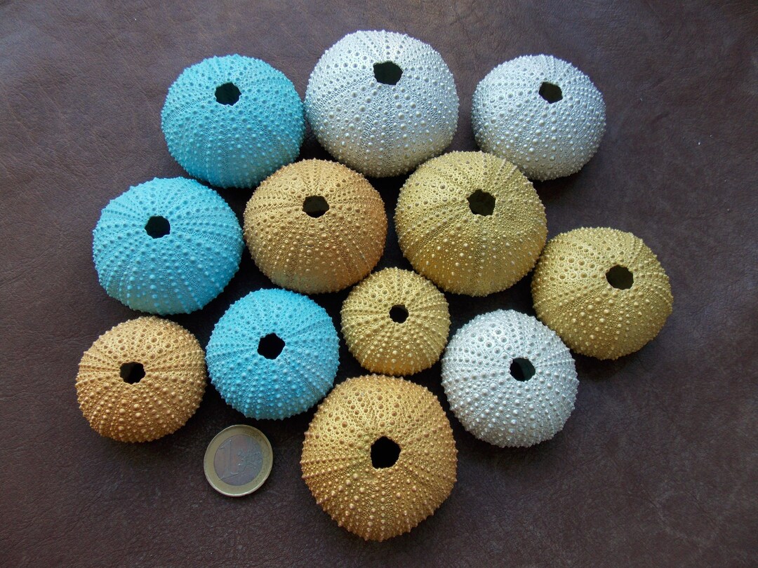 3 Hand Painted Natural Sea Urchin Shells Colored Sea Urchins - Etsy