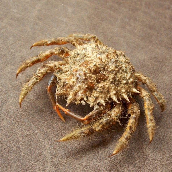 Taxidermie du crabe Araignée de mer européenne Maja squinado, spécimen de crabe préservé pour collections, cabinet de curiosités, décoration intérieure, cadeau pour les amoureux de la nature