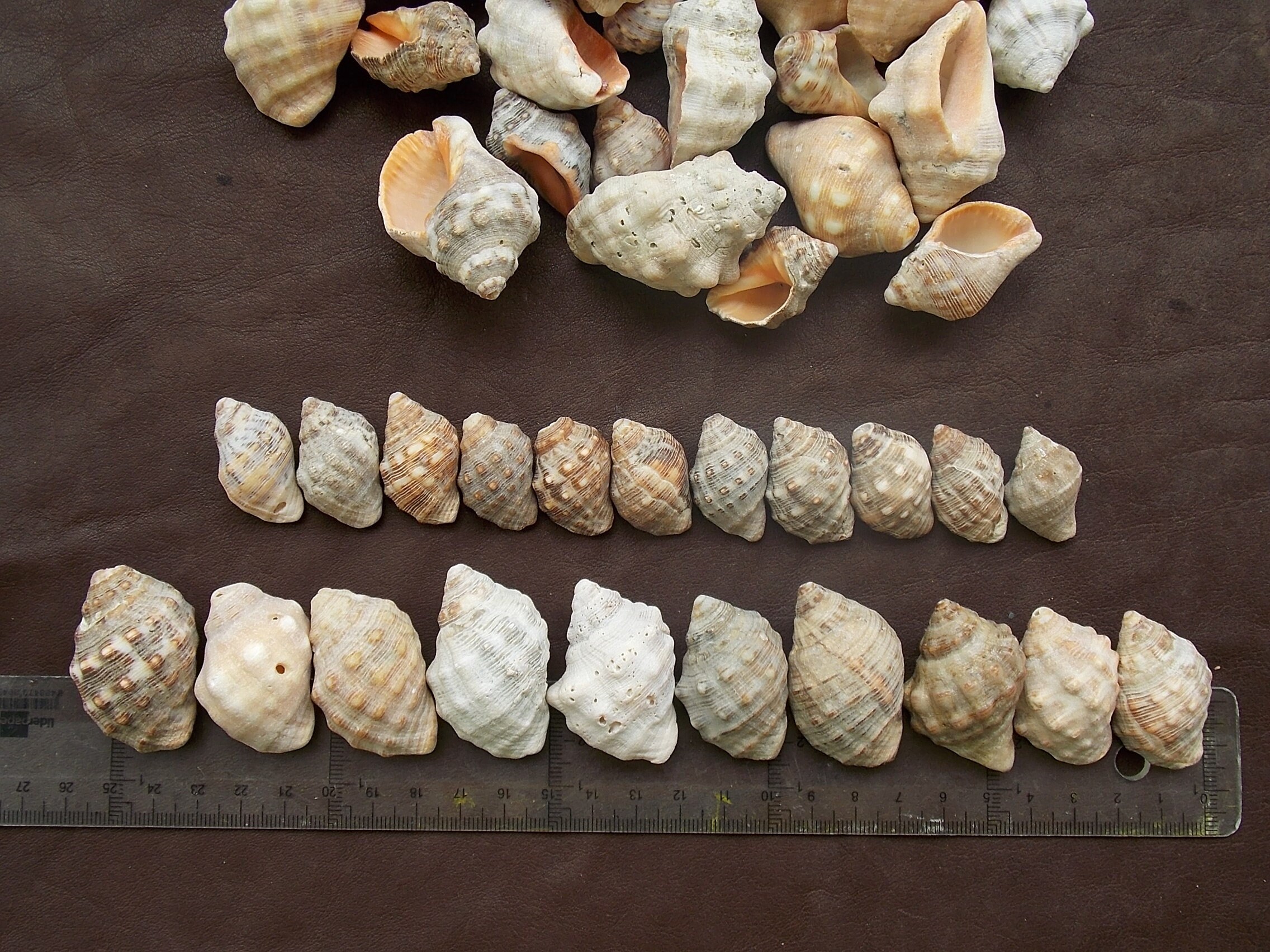 Thais Shell Natural Spiral Seashells: Thais Snail Shells, Beach Wedding Decor - Etsy