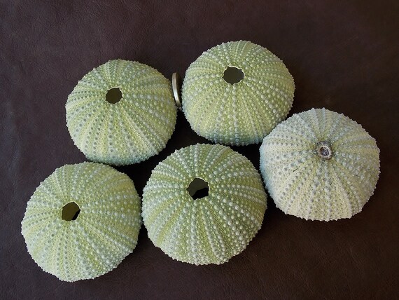 5 Big Natural Green Sea Urchin Shells Air Plant Holder Shell Etsy