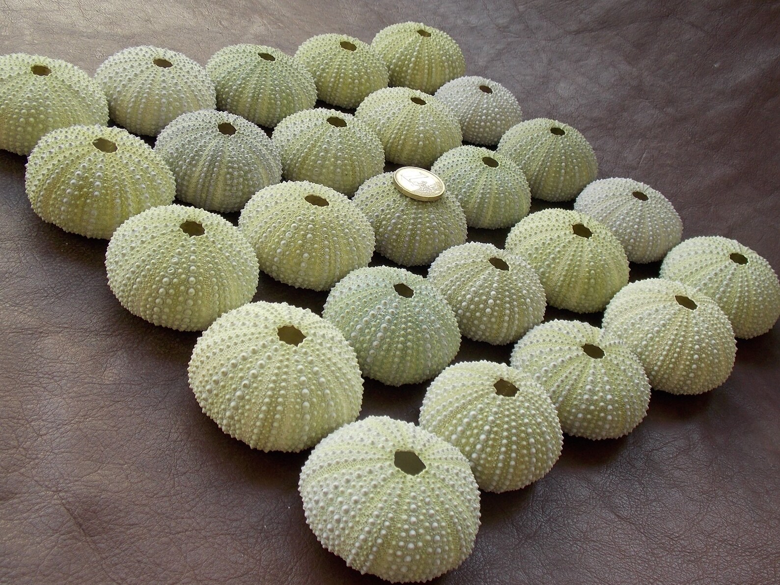 Bulk 25 Big Natural Sea Urchin Shells Air Plant Holder Beach Etsy