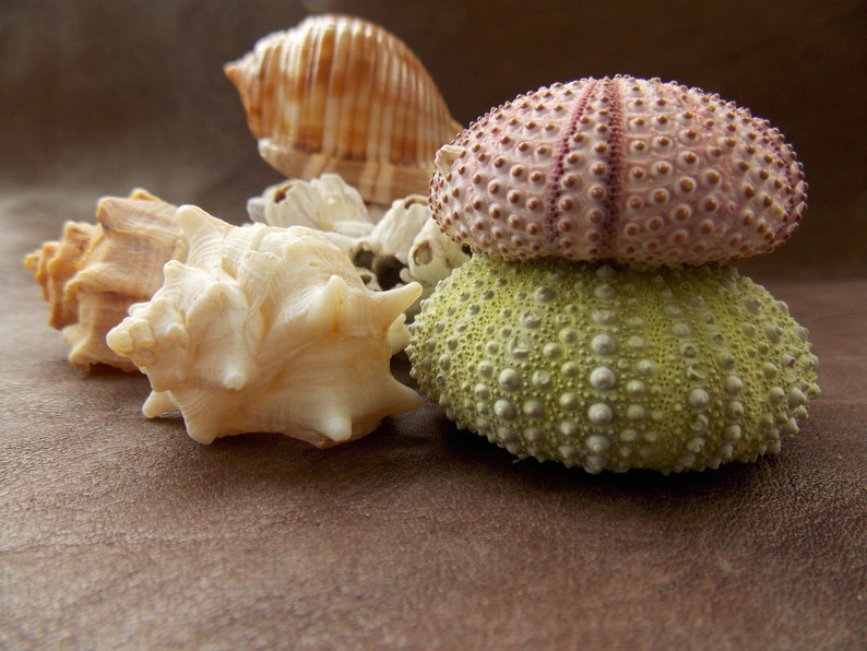 Mediterranean Sea Snail Shell Mix for Terrarium Decor Air Etsy