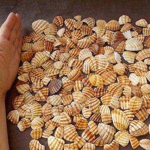 25+ surf tumbled Giant Atlantic Cockle shell fragments for coastal theme crafting; Heart Cockles seashell pcs; Beach craft jewelry supplies