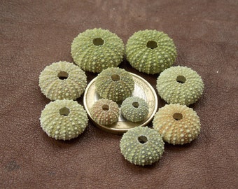 10 conchas diminutas de erizo de mar de Alborán naturales: Materiales para manualidades costeras