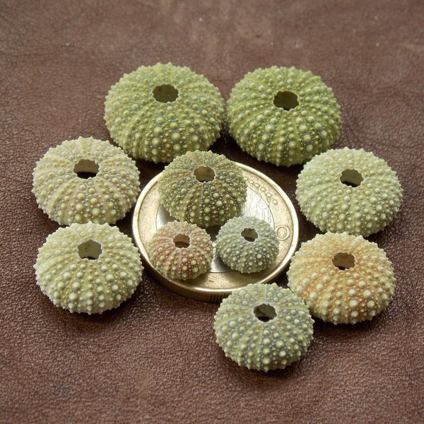 10 EXTRA TINY natural Alboran sea urchin shell collection; Jewelry making craft supplies; Nature lover gift; baby sea urchins; 0,3"-0,7"