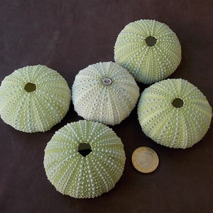 Peut inclure: Cinq coquilles d'oursin vertes et blanches avec un trou au centre de chacune. Les coquilles sont disposées en cercle sur une surface brune.