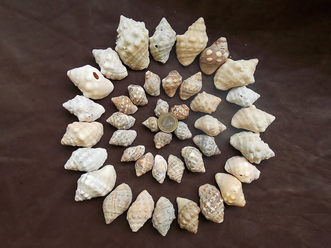 Thais Shell Natural Spiral Seashells: Thais Snail Shells, Beach Wedding Decor - Etsy