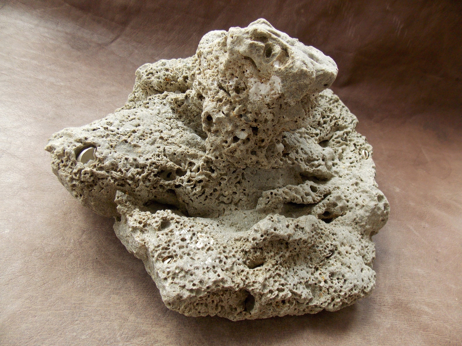 Large Natural Limestone for Aquarium Fish Tank Decor Big Sea Etsy