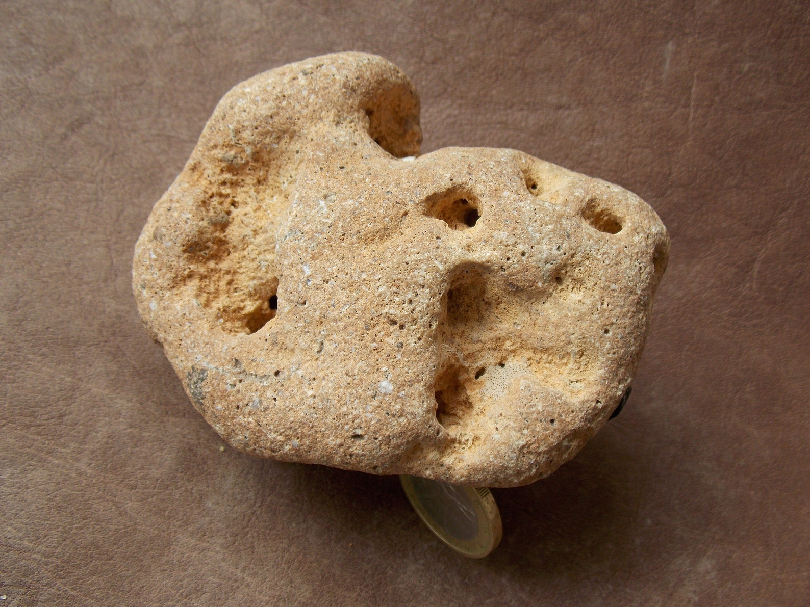 Natural Limestone With Holes Decorative Sea Rock Stone Big Etsy