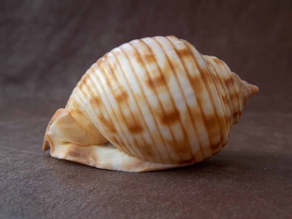 Scotch shell. Big natural seashell. Helmet Snail shell. Etsy