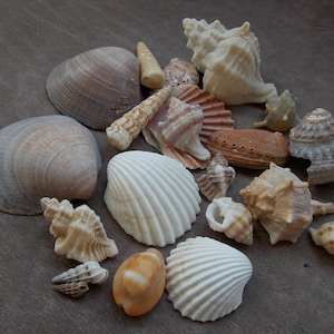 Op de afbeelding: Een verzameling schelpen in verschillende vormen, maten en kleuren, waaronder wit, bruin en beige. De schelpen zijn gerangschikt op een bruin oppervlak.