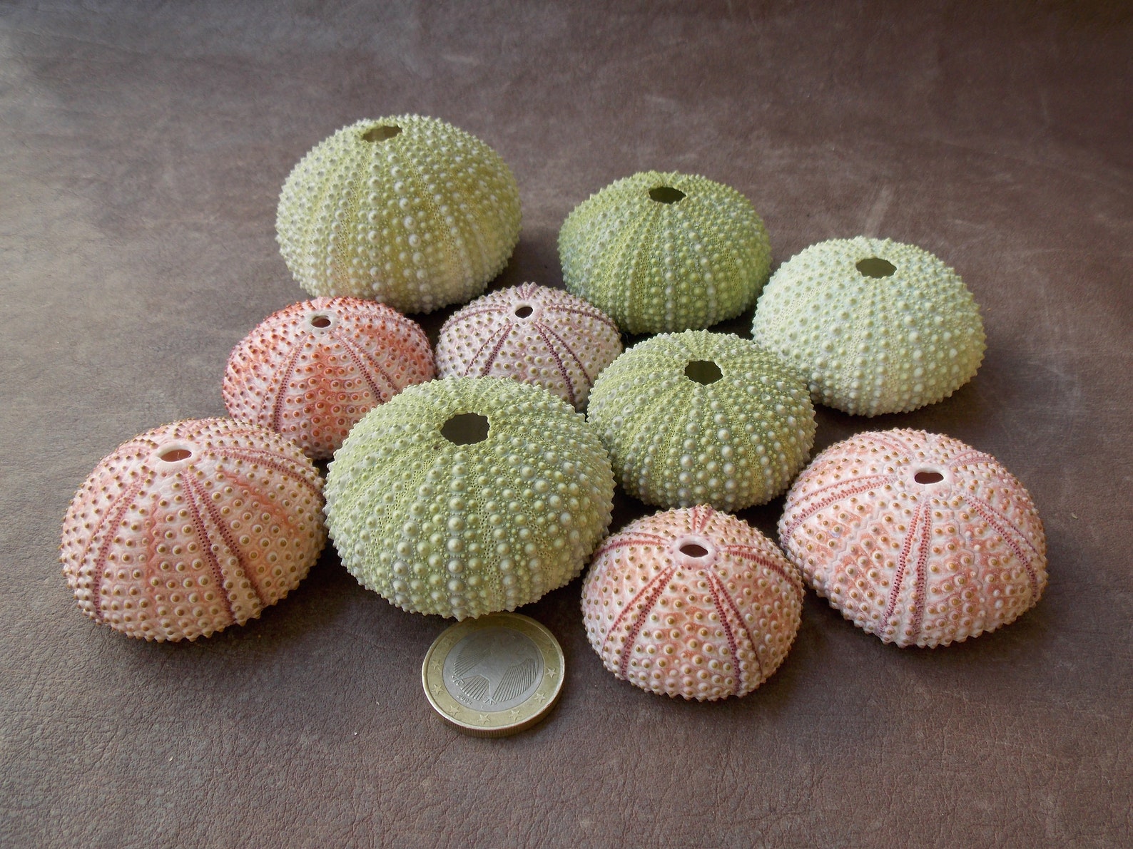 Sea Urchin Air Plant