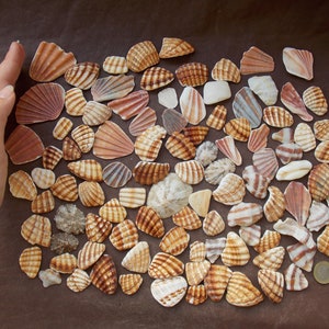 May include: A collection of seashells in various shades of brown, white, and pink. The shells are arranged in a heart shape on a brown surface.