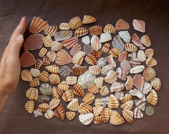 Surf Tumbled Shell Fragments: Coastal Craft Shells, Beach Decor
