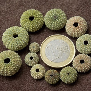12 extra tiny natural Mediterranean sea urchin shell collection; baby sea urchins shells for jewelry; 7-17mm; 0.27"-0.66"; Nature lover gift