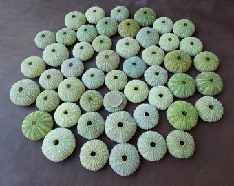 Bulk 50 seafoam green sea urchin shells; Natural Shell collection; Beach wedding decor; Air plant holder Beach house decor. 3,5-5cm; 1,4"-2"